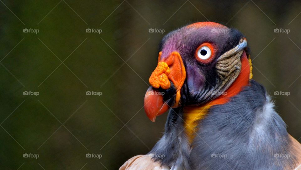 King vulture 