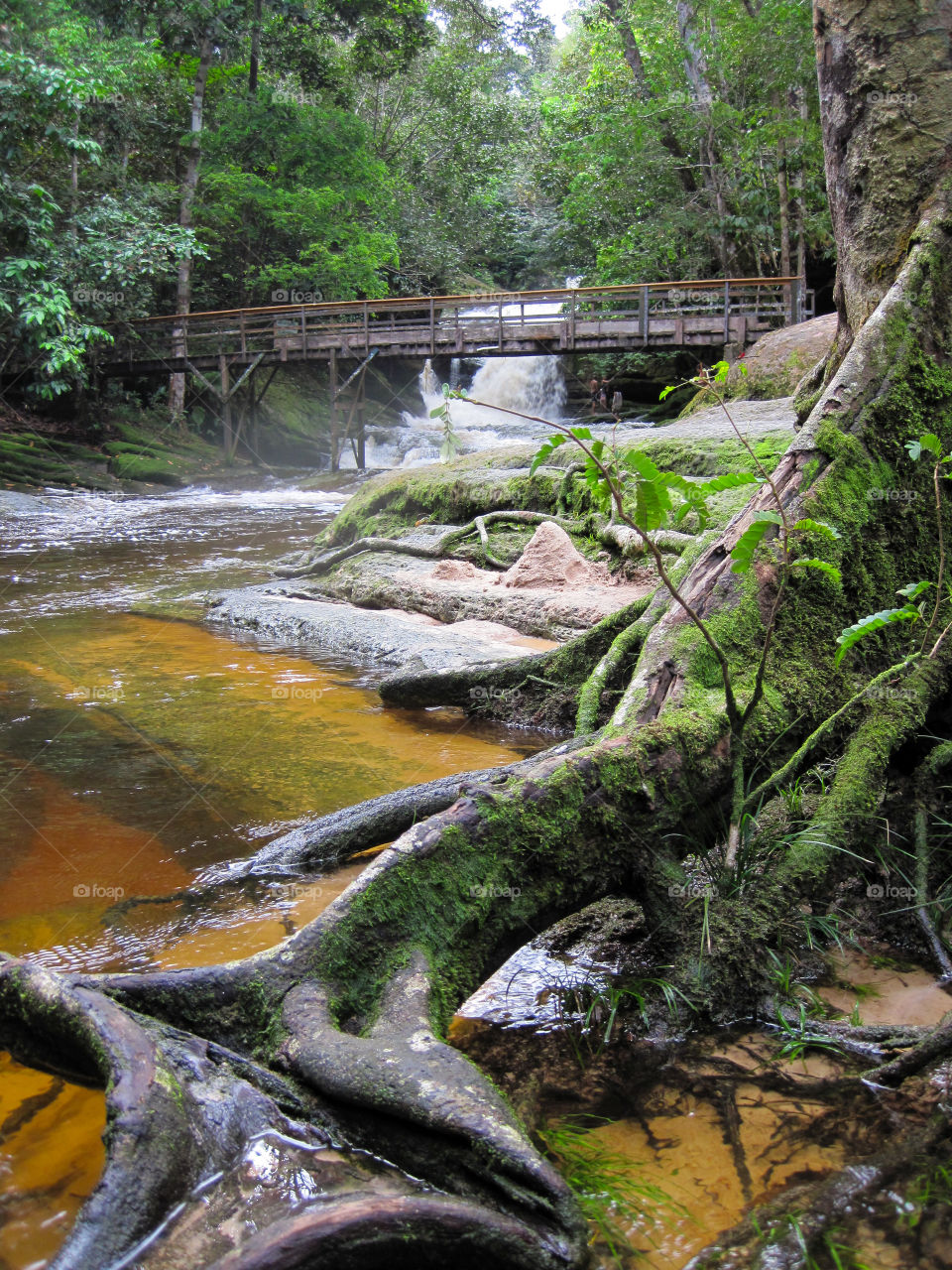 Brazilian Amazon forest 