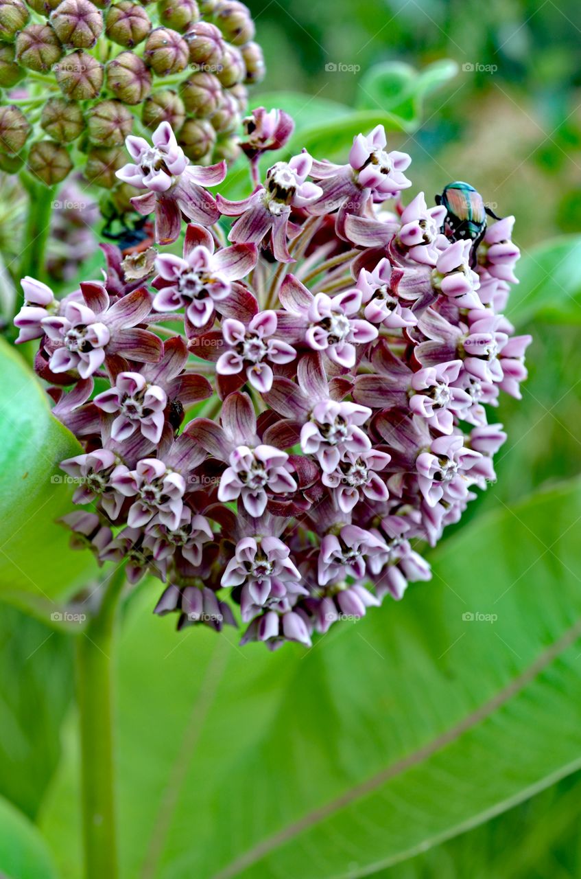 purple cluster flower