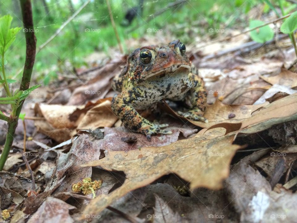I Toad You!