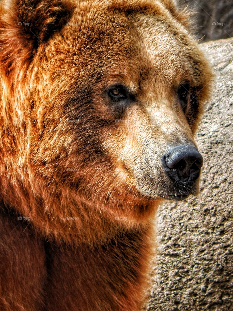 brown bear face up close