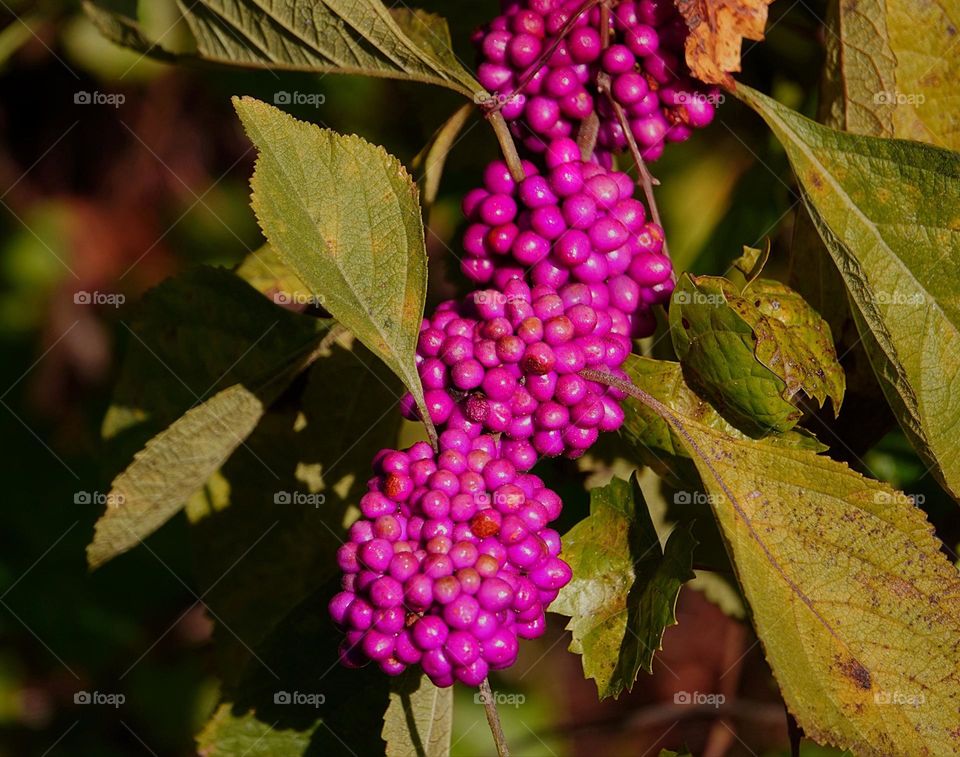 Beauty berries bursting in vibrant color.