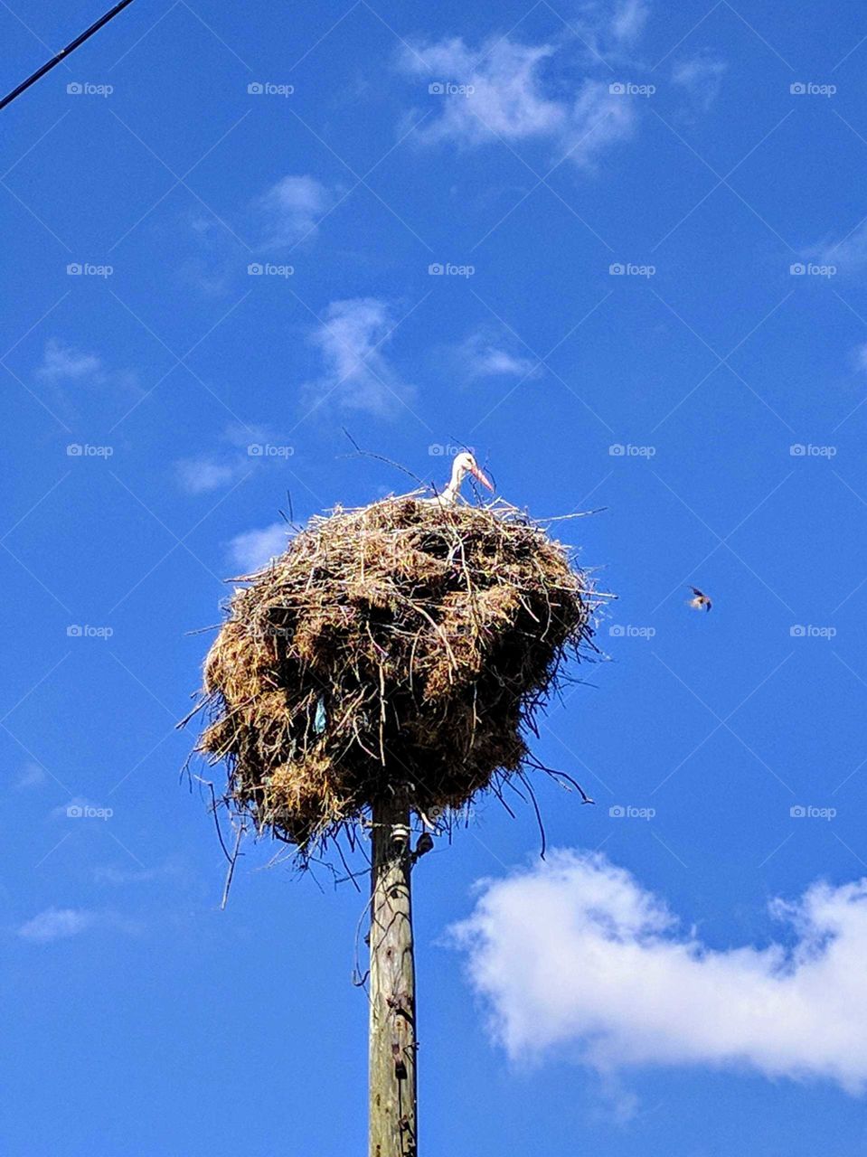 Picture taken in the countryside of Turkey. A stork sitting in its nest on a hot summer day.