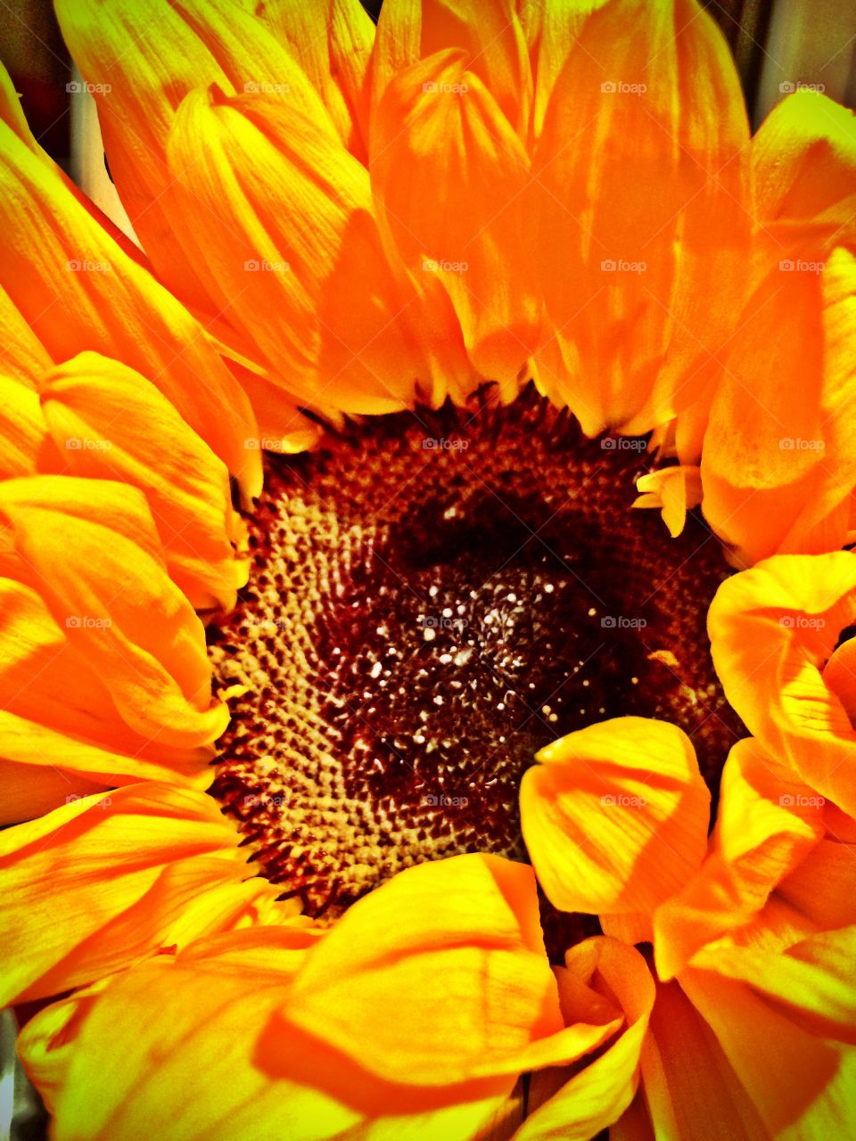 Close up of Sunflower 