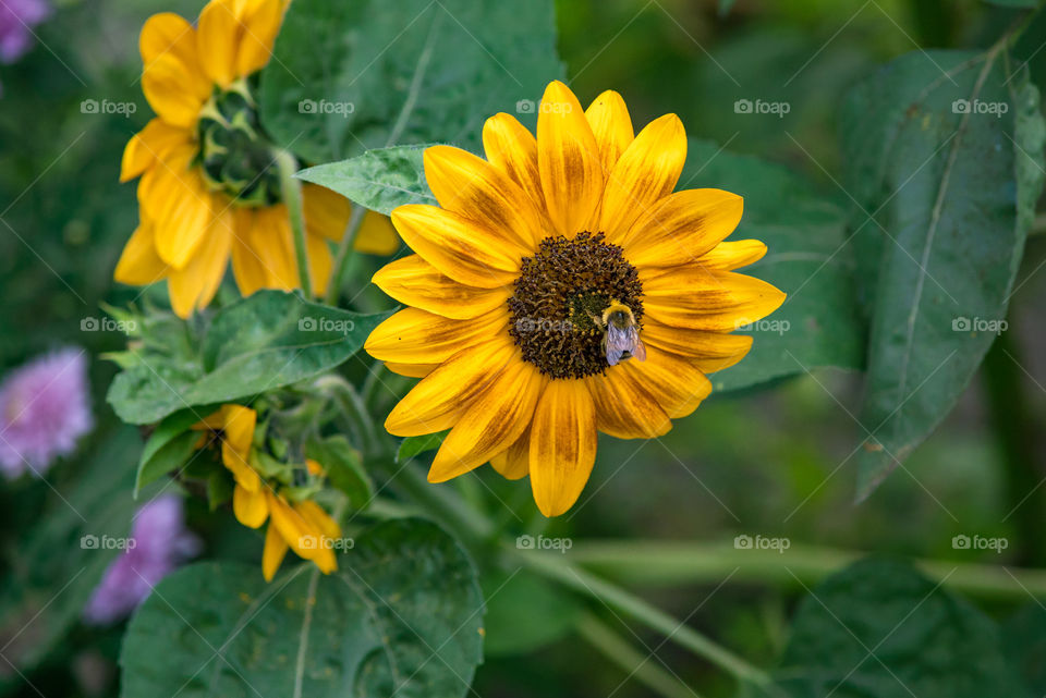 sunflowers bees and bumblebees