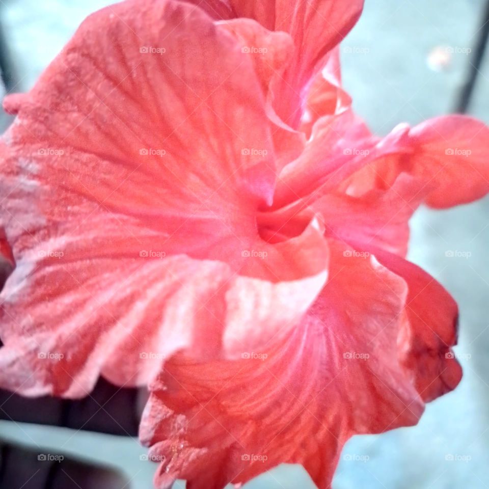 hibiscus