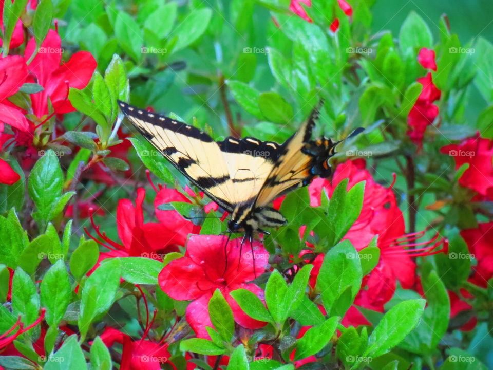 Spring Alive. Spring Alive in Color 