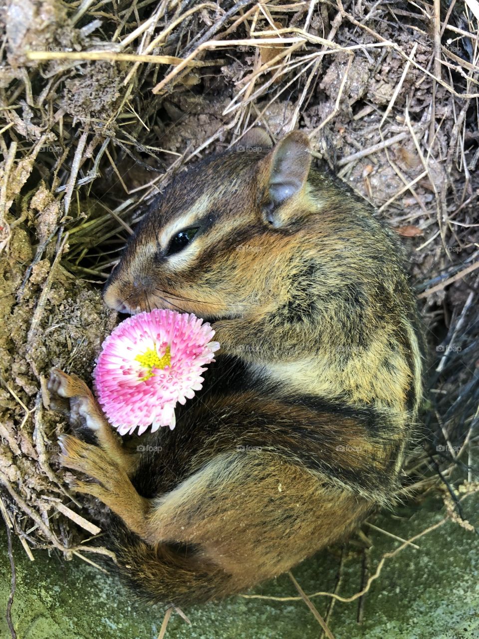 Chipmunk with flower in nest
