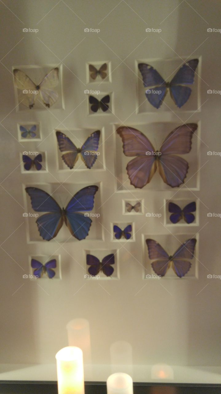 butterfly display