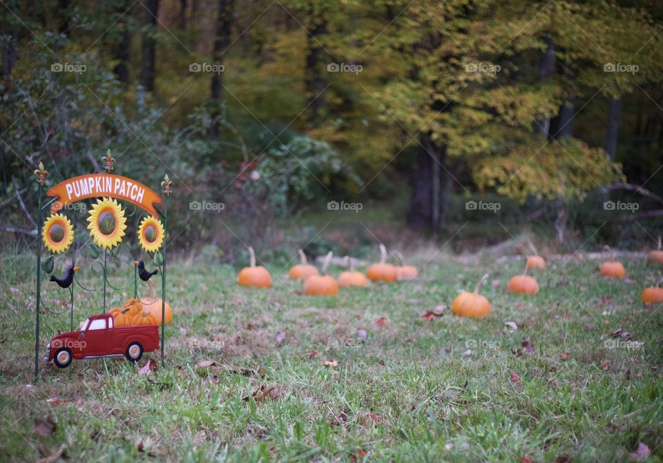 Personal Pumpkin Patch; Pumpkin Patch sign marking a small,diy pumpkin patch