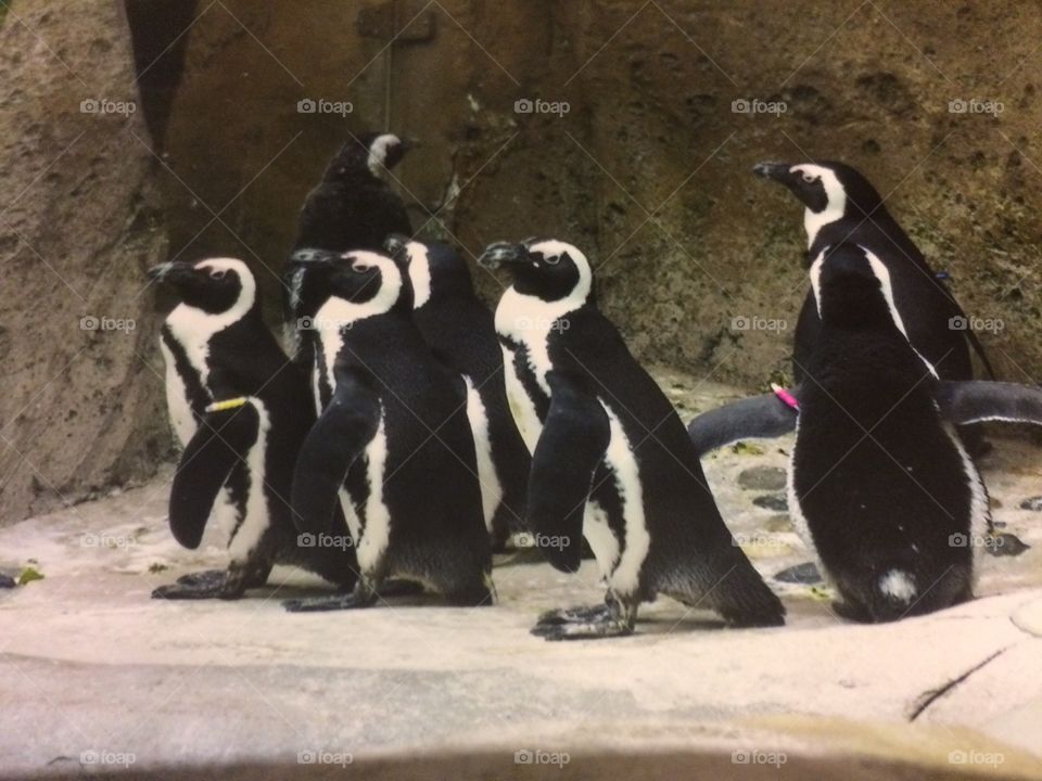 Penguins 