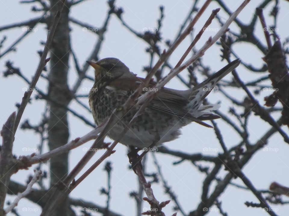 fieldfare