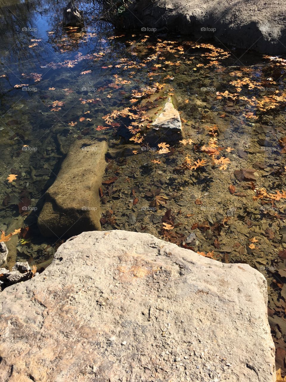 Leaves Floating  in the Spring Creek