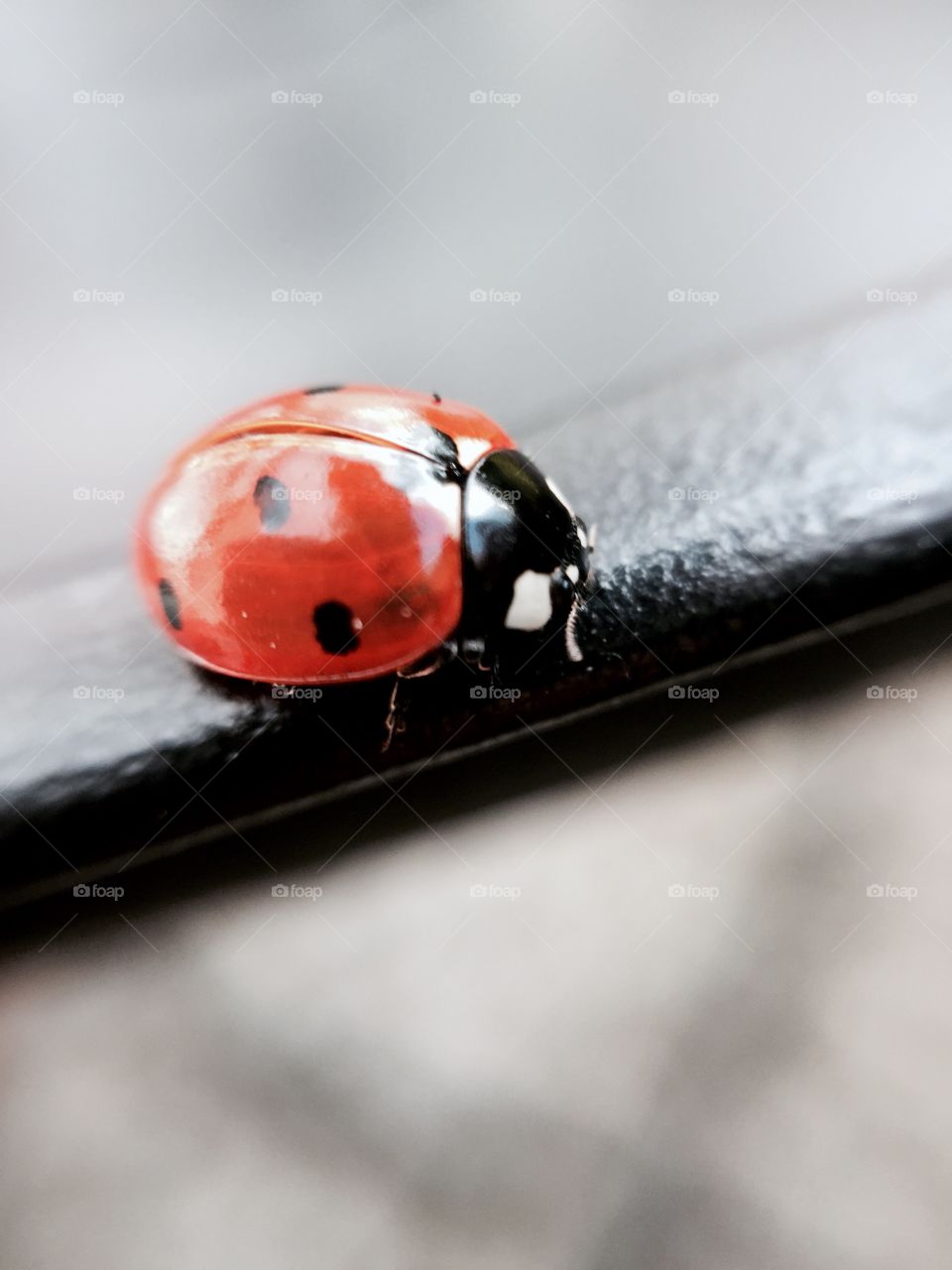 Ladybug 