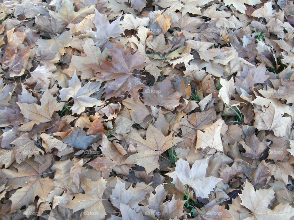 Hojas caídas en otoño