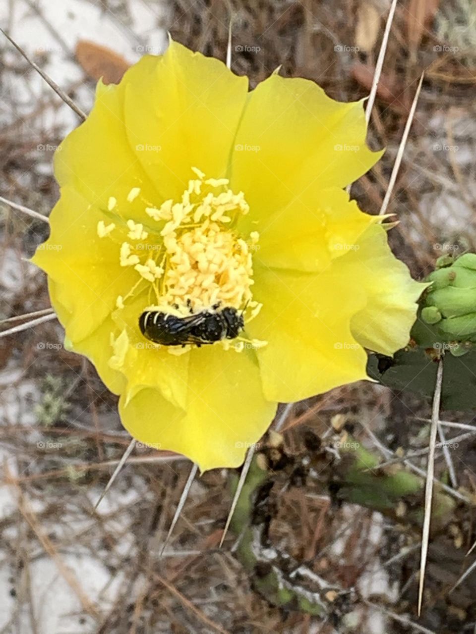 Florida spring time cactus bloom bees pollinators 