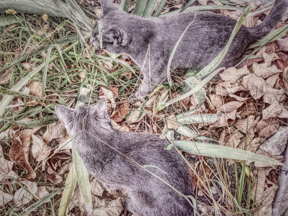 Kitty Cats in the Leaves