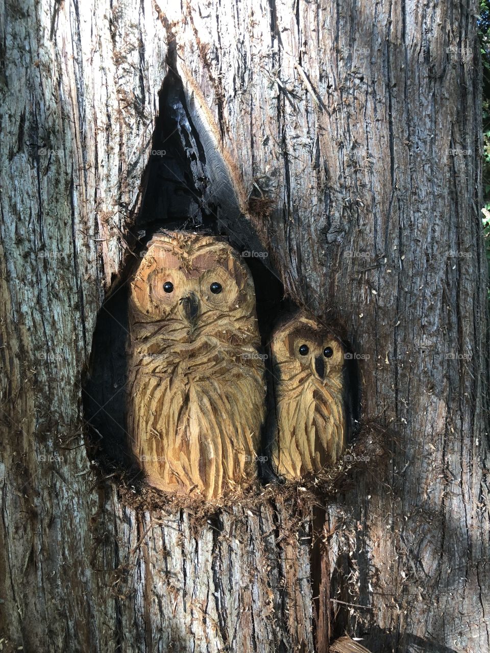 Wood carved owls 
