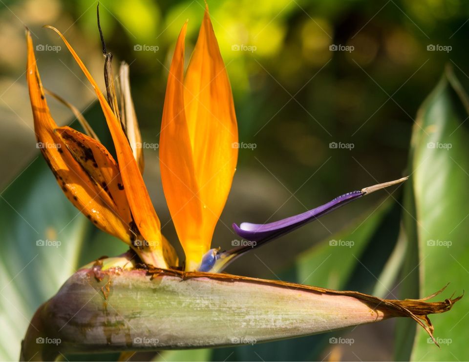 Bird of Paradise