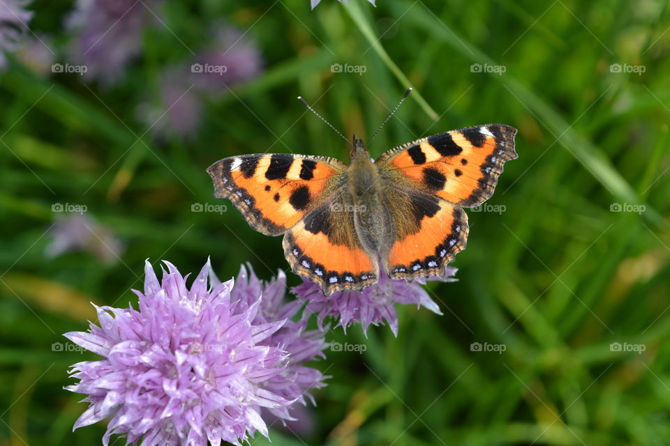 Nature, Insect, Butterfly, Garden, Summer