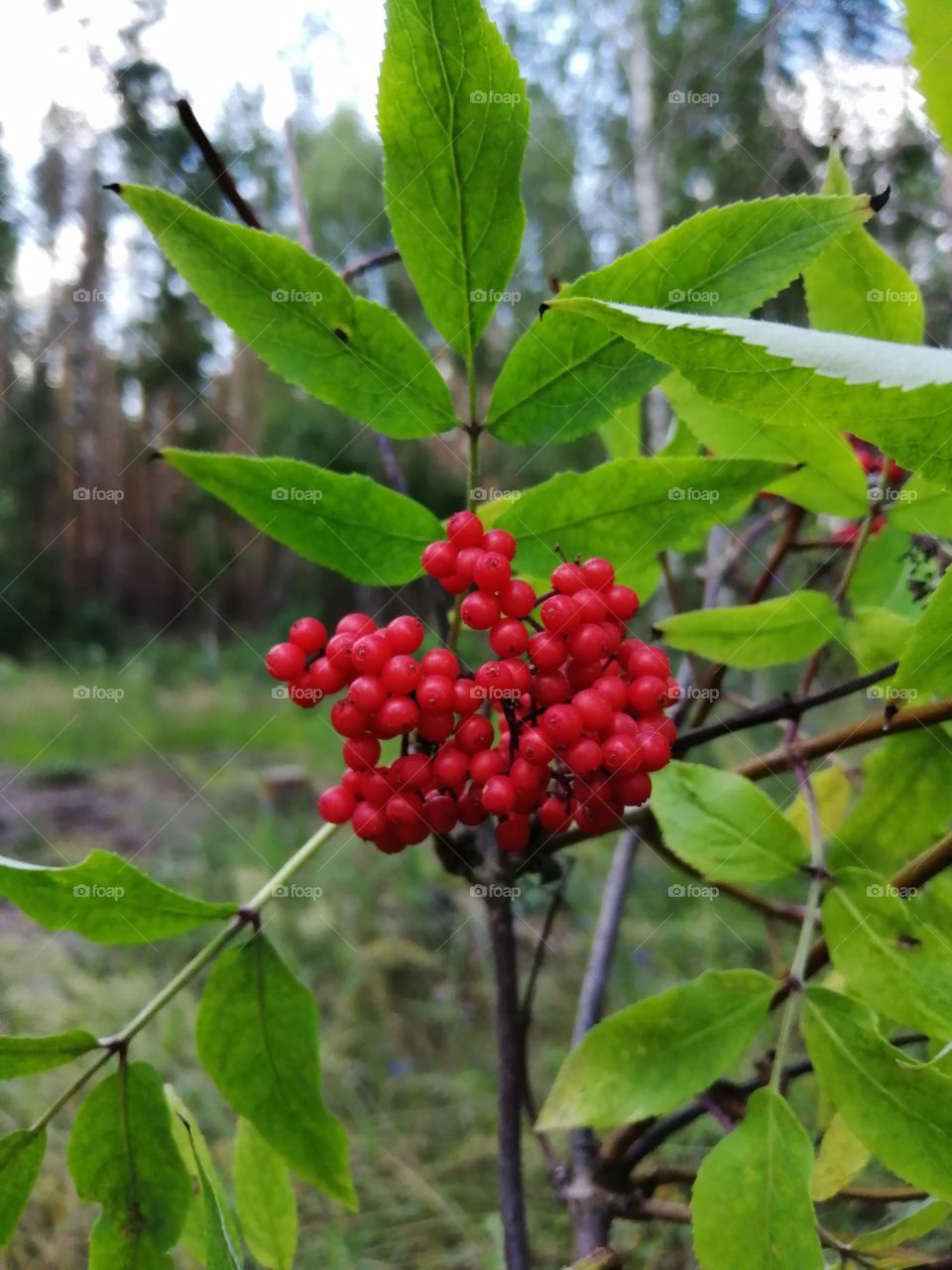 Red berries (potassium, wolf berry) on a branch in the forest