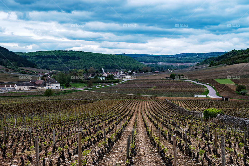 France agricultural area, grapes.