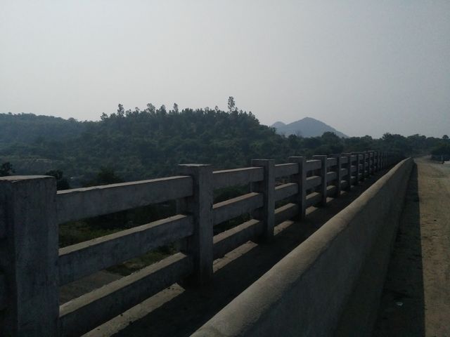 bridge in the forest.