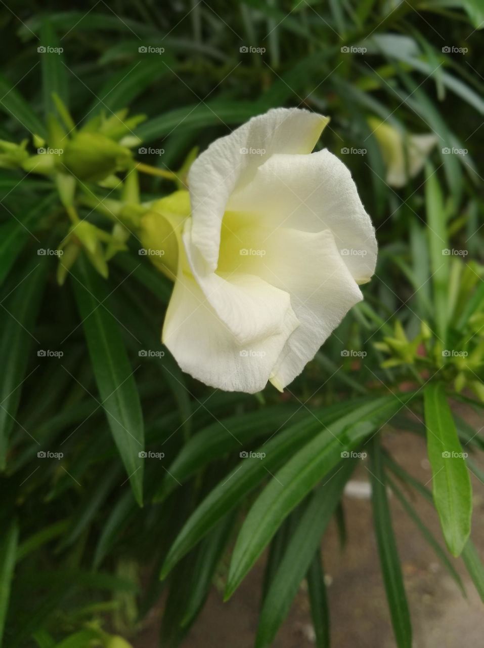 white flower seasonal fresh shurb small size looks very beautiful generally found everywhere