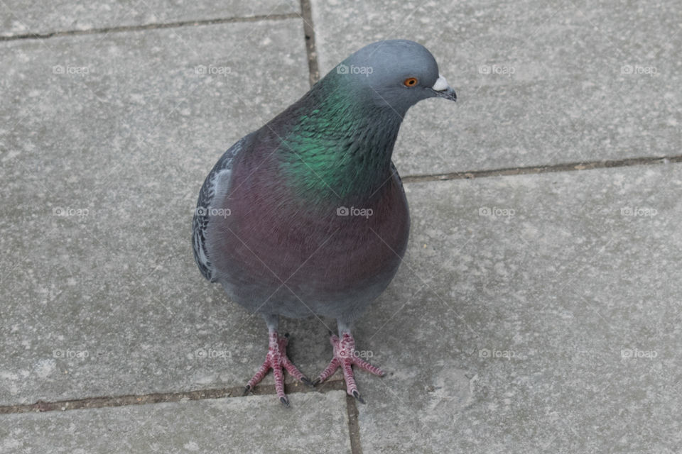 Pigeon in the Streets of Munich