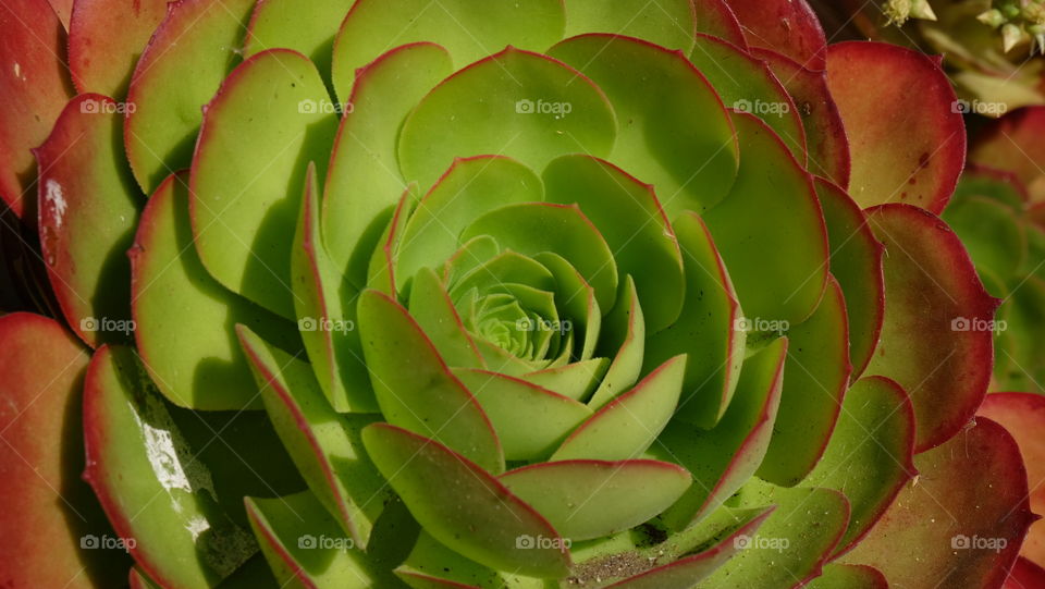 Succulent called Aeonium