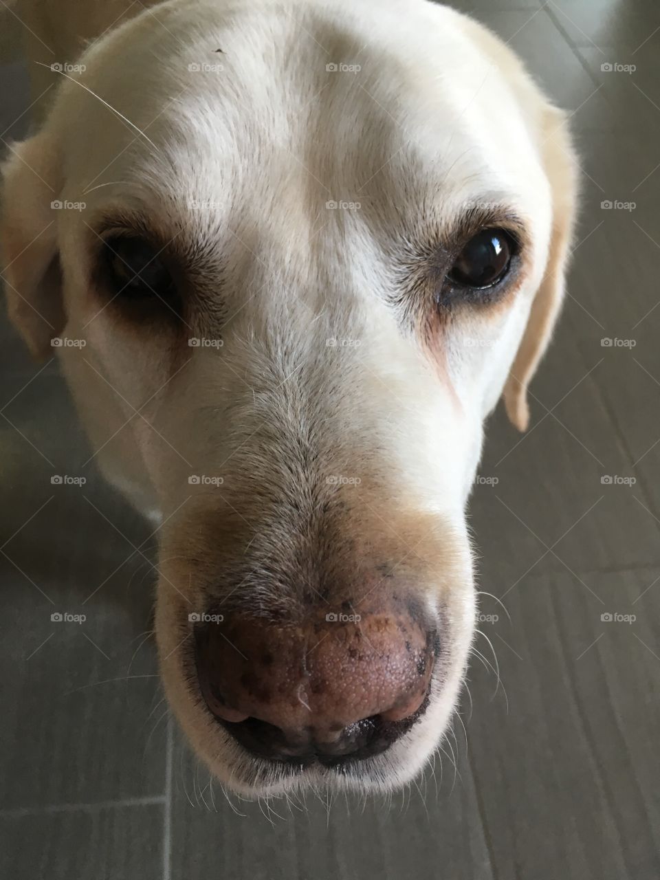 Close-up of a labrador looking at camera