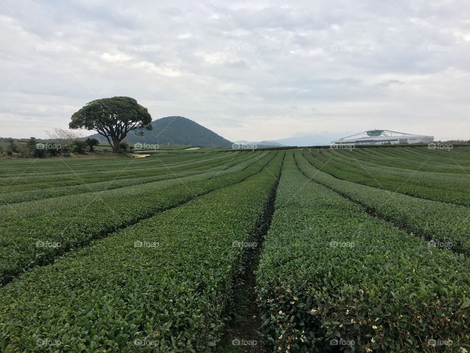 green tea farm in Jeju