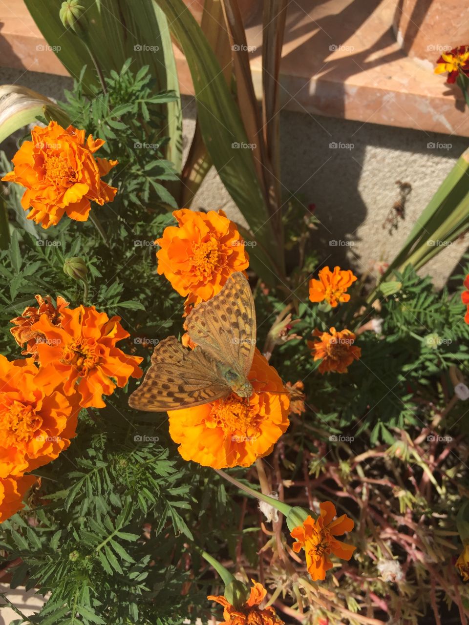 Butterfly on flowers 