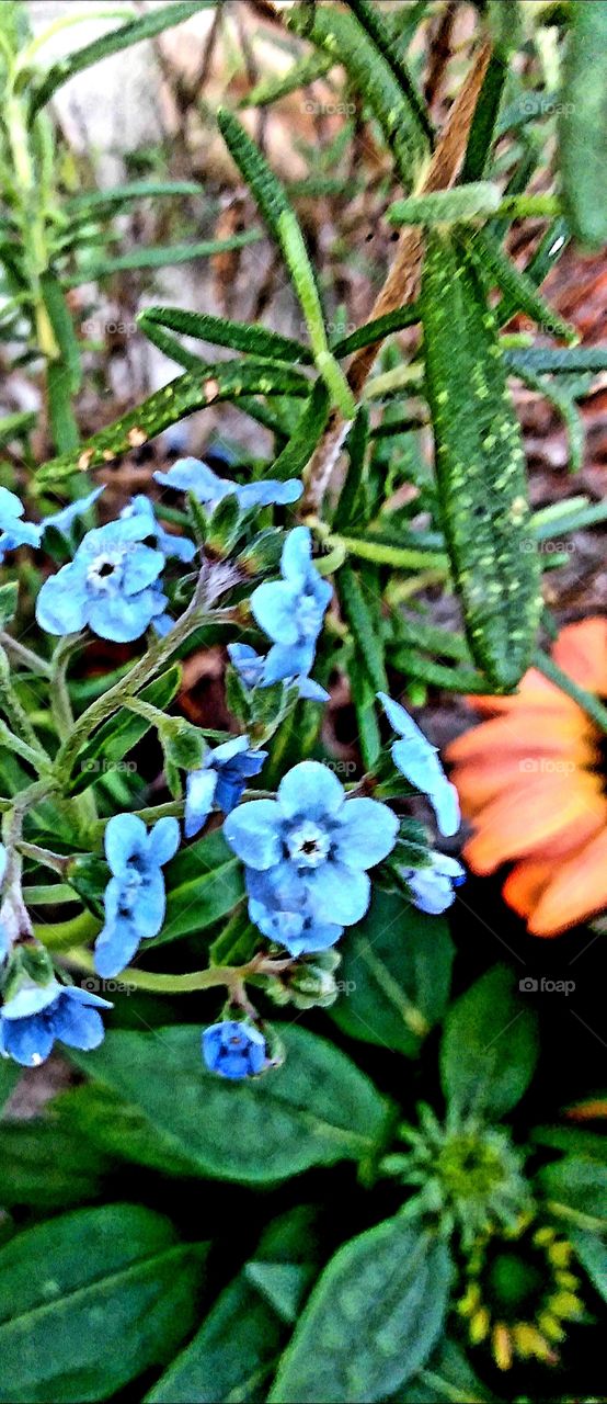 little flowers greeting the morning