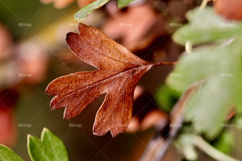 Leaf of automn