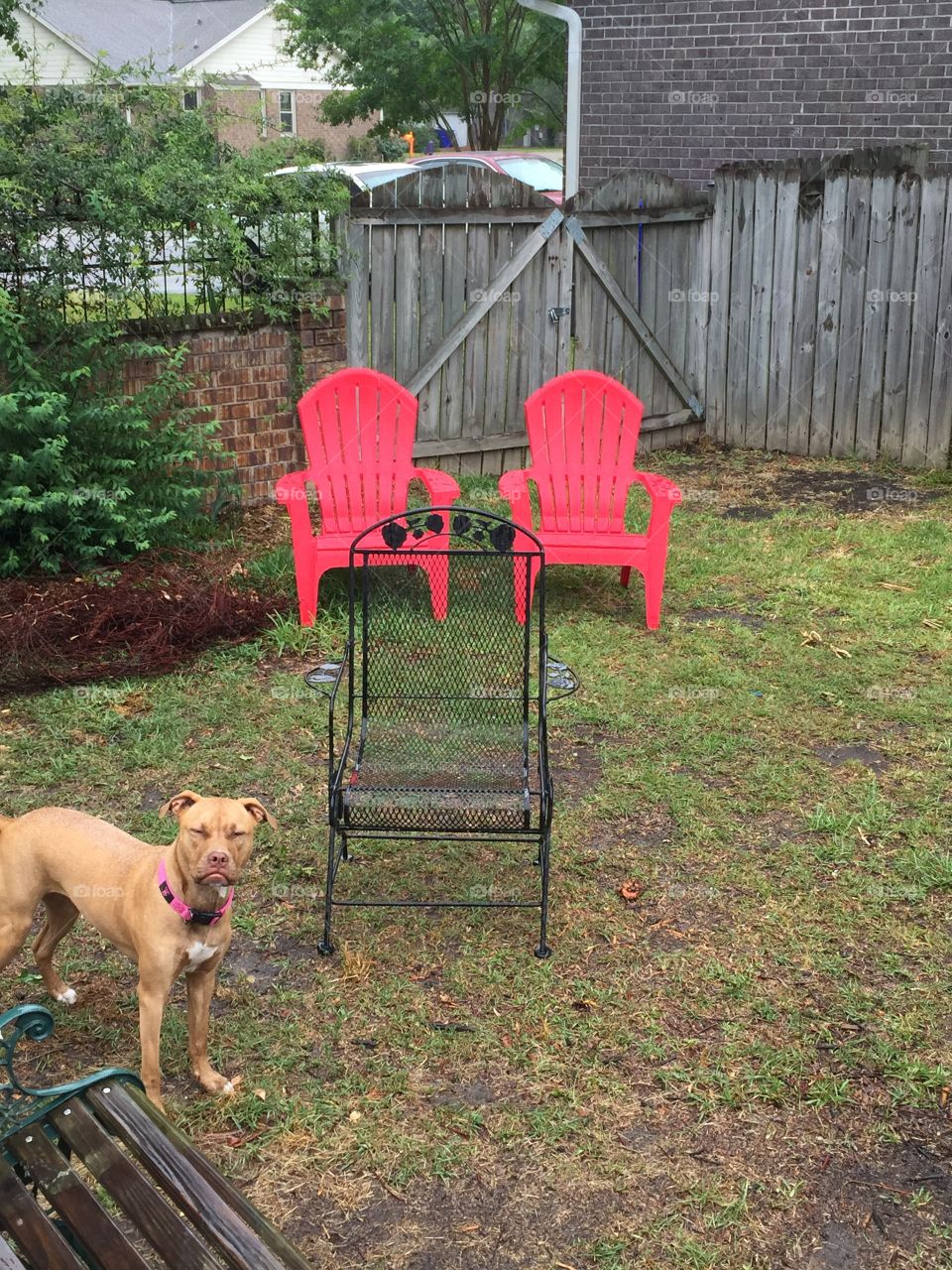 Summer chairs photo bomb.