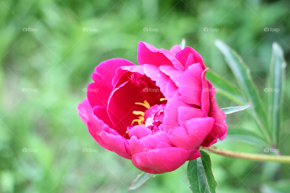 Peony, peonies, roses, pink, red, white, flowers, bouquet, summer, sun, nature. Landscape, still-life, village, flowerbed, plant, vegetation, grass, decor, fluffy, fluffy flowers, bulk flowers, plush flowers, petals, buds, leaves