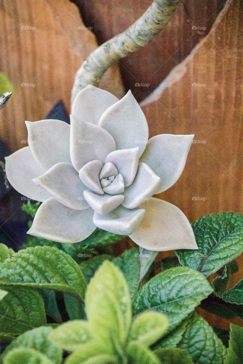 Portrait of a succulent 