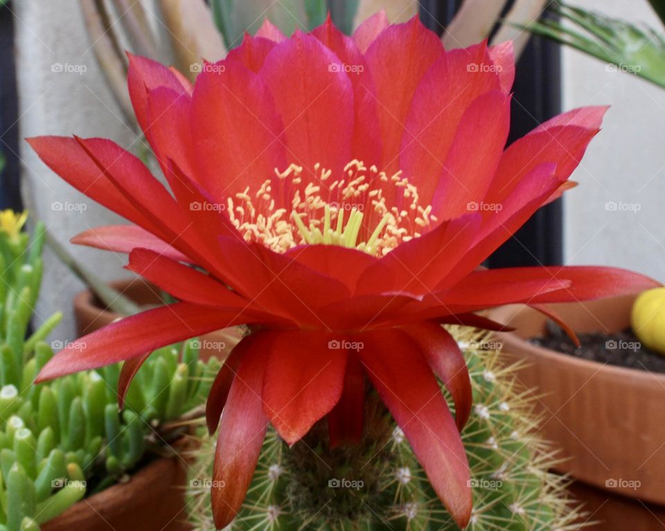 Cactus Flower 