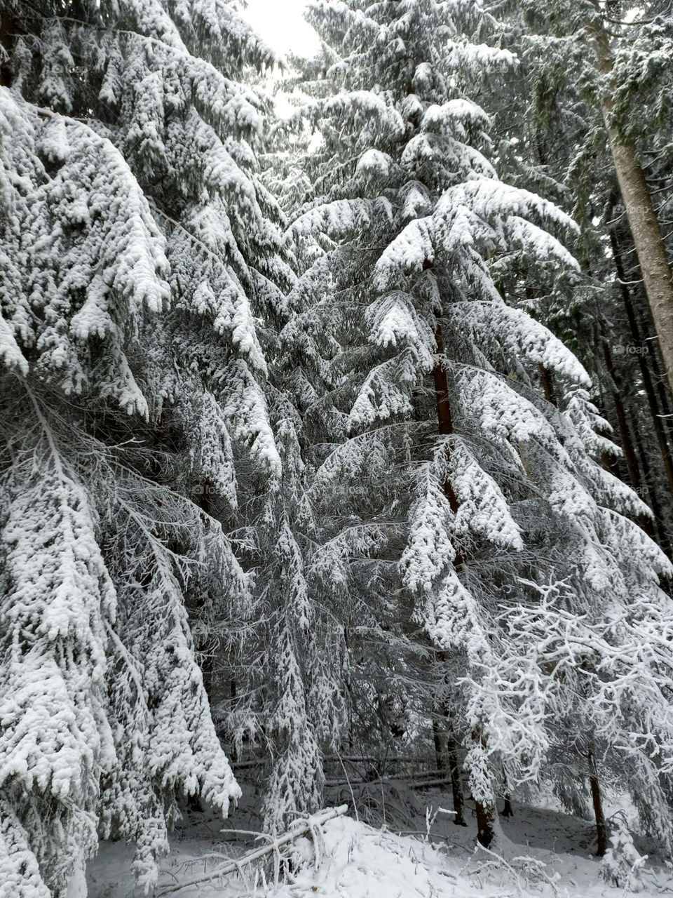 Fir Trees Covered in Snow