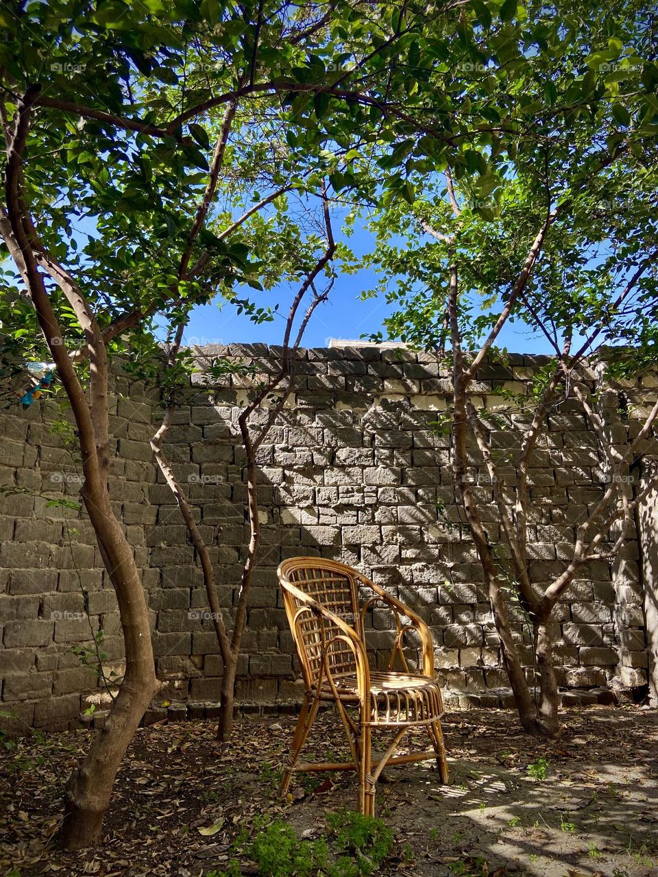 Bamboo chair with trees