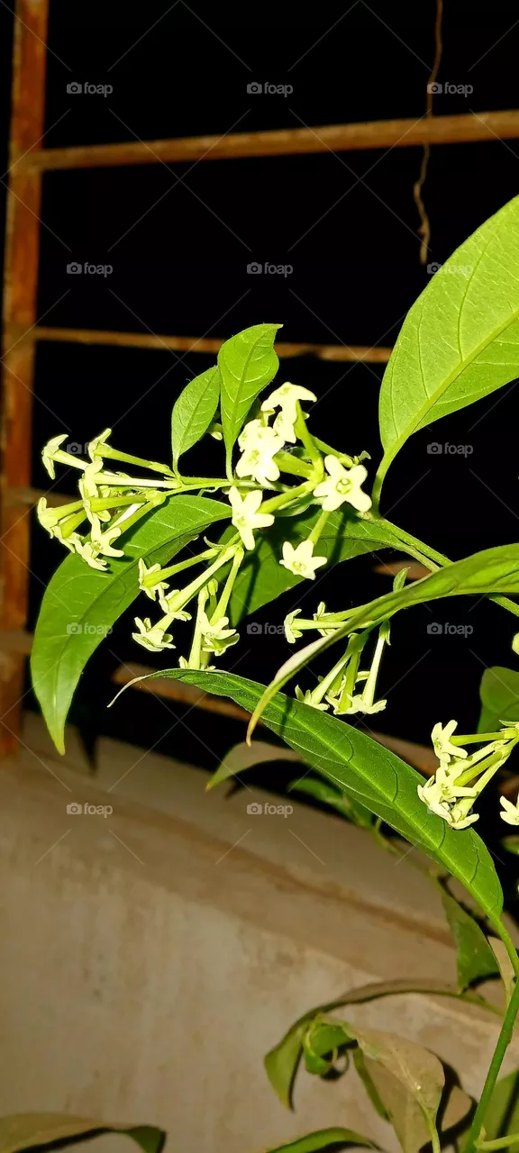 Night-blooming jasmine_ Plant