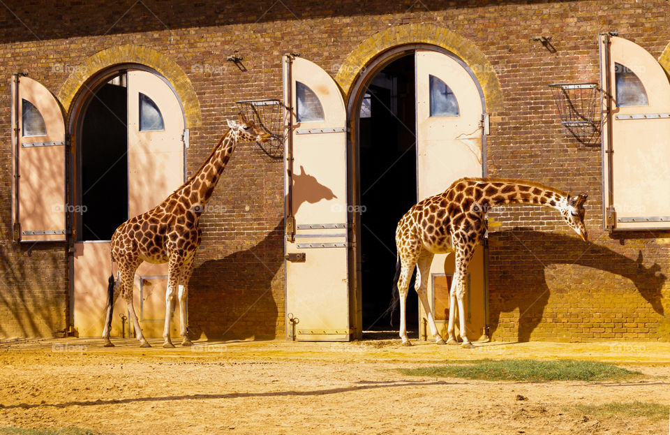 giraffes and shadows in the London Zoo.