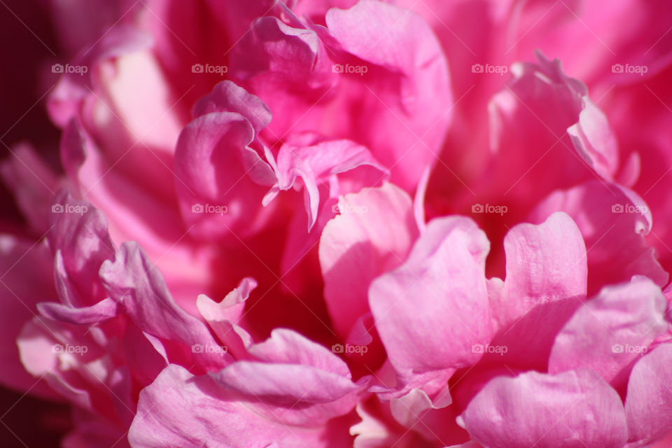 Close-up pink flower petal