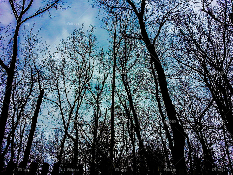 Trees and a Multi-Blue Sky