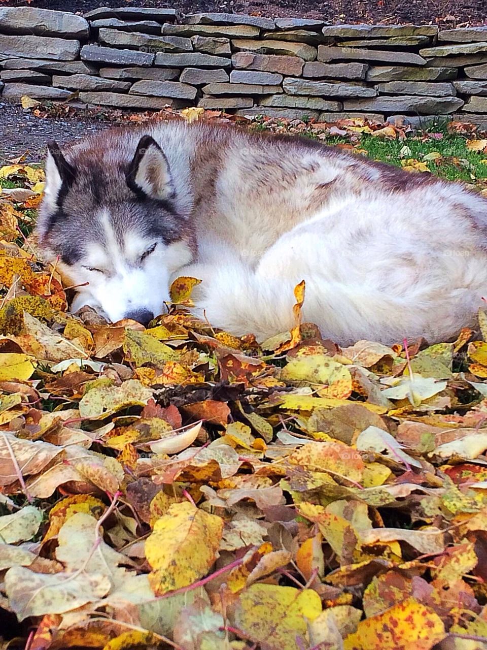 Incredible Husky Dogs