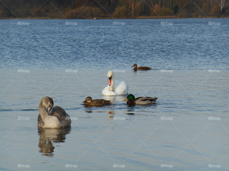 Water, Bird, Duck, Waterfowl, Lake