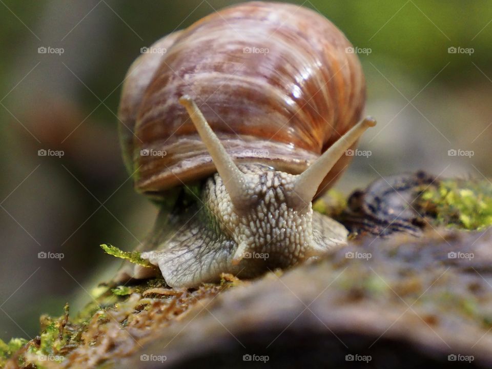 Snail