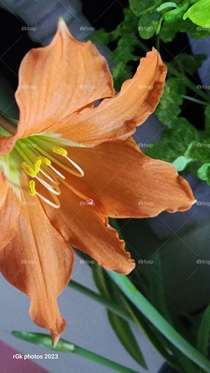 Jamaican orange lily