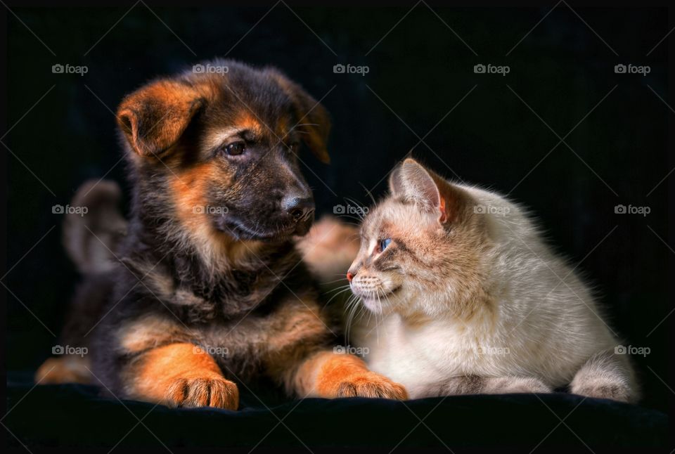 German shepherd puppy with neva masquerade cat on black background 